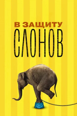 В защиту слонов 